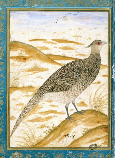 A Himalayan Cheer Pheasant against a Sandy Landscape by Mughal School